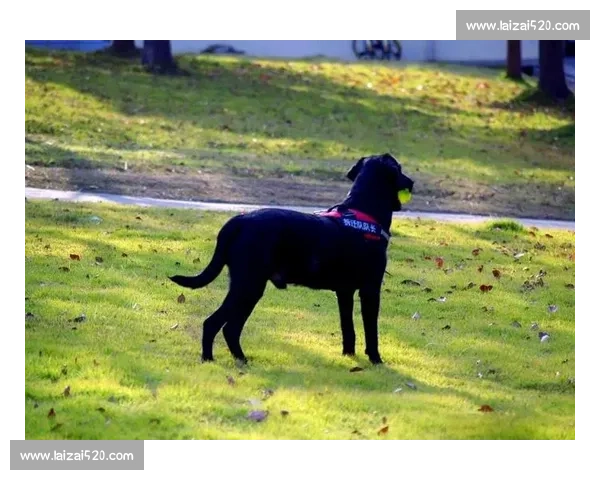 以犬类竞技比赛为主题探讨不同犬种在赛事中的表现与技巧训练 以犬类竞技比赛为主题探讨不同犬种在赛事中的表现与技巧训练